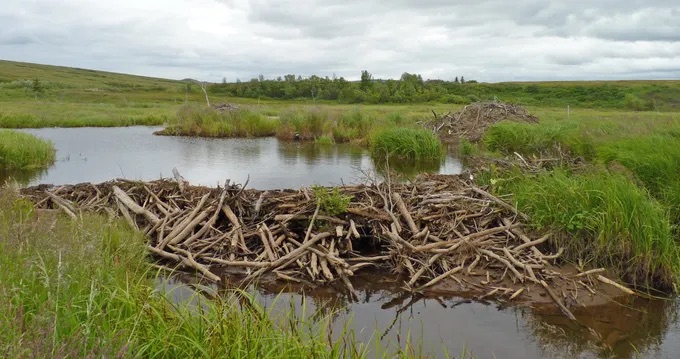Beaver dam made of sticks holding water in a green wetland