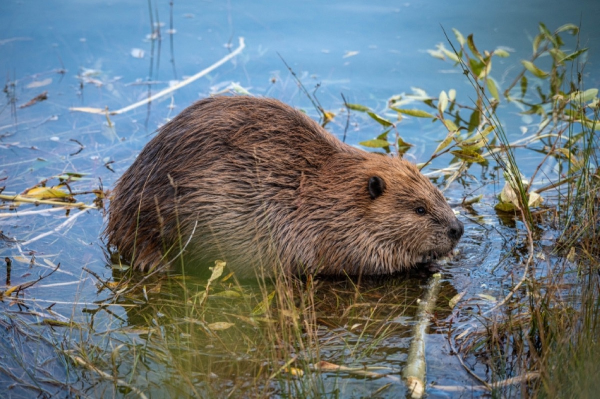 Beaver standing in shallow wetland water with aquatic plants