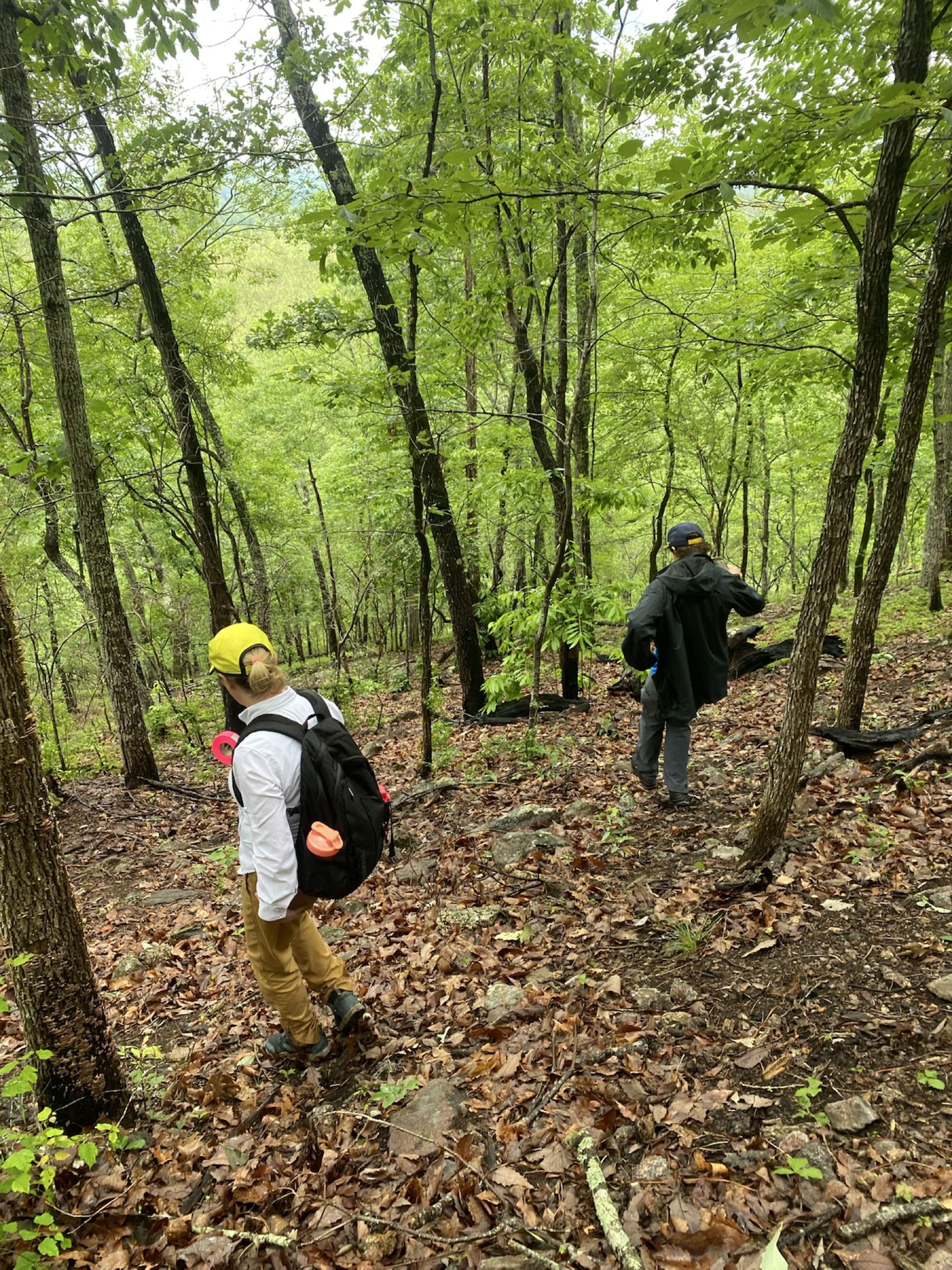 Forest carbon sampling fieldwork scene