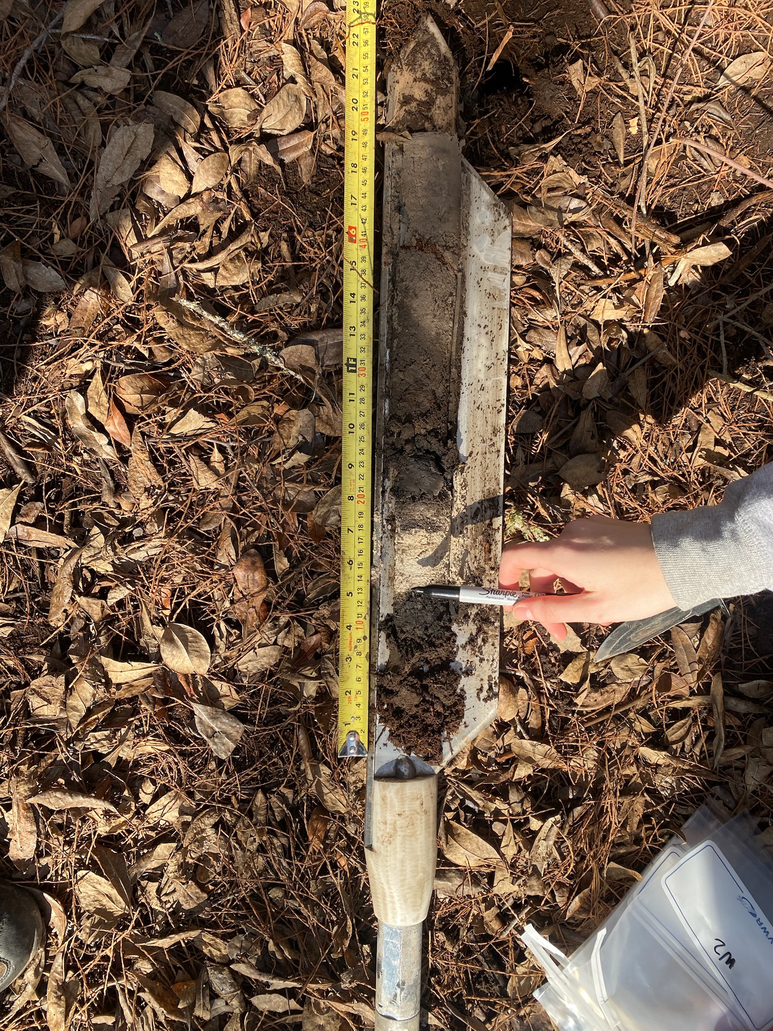 Wetland soil core with a strong white redox layer